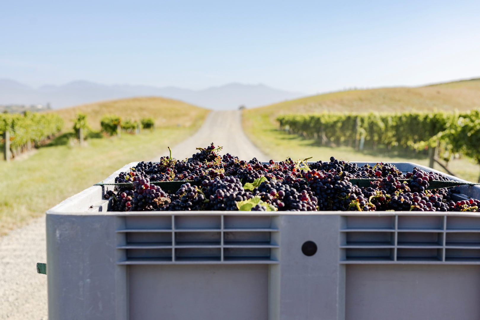 Pinot Noir Grapes in bins after being hand-picked