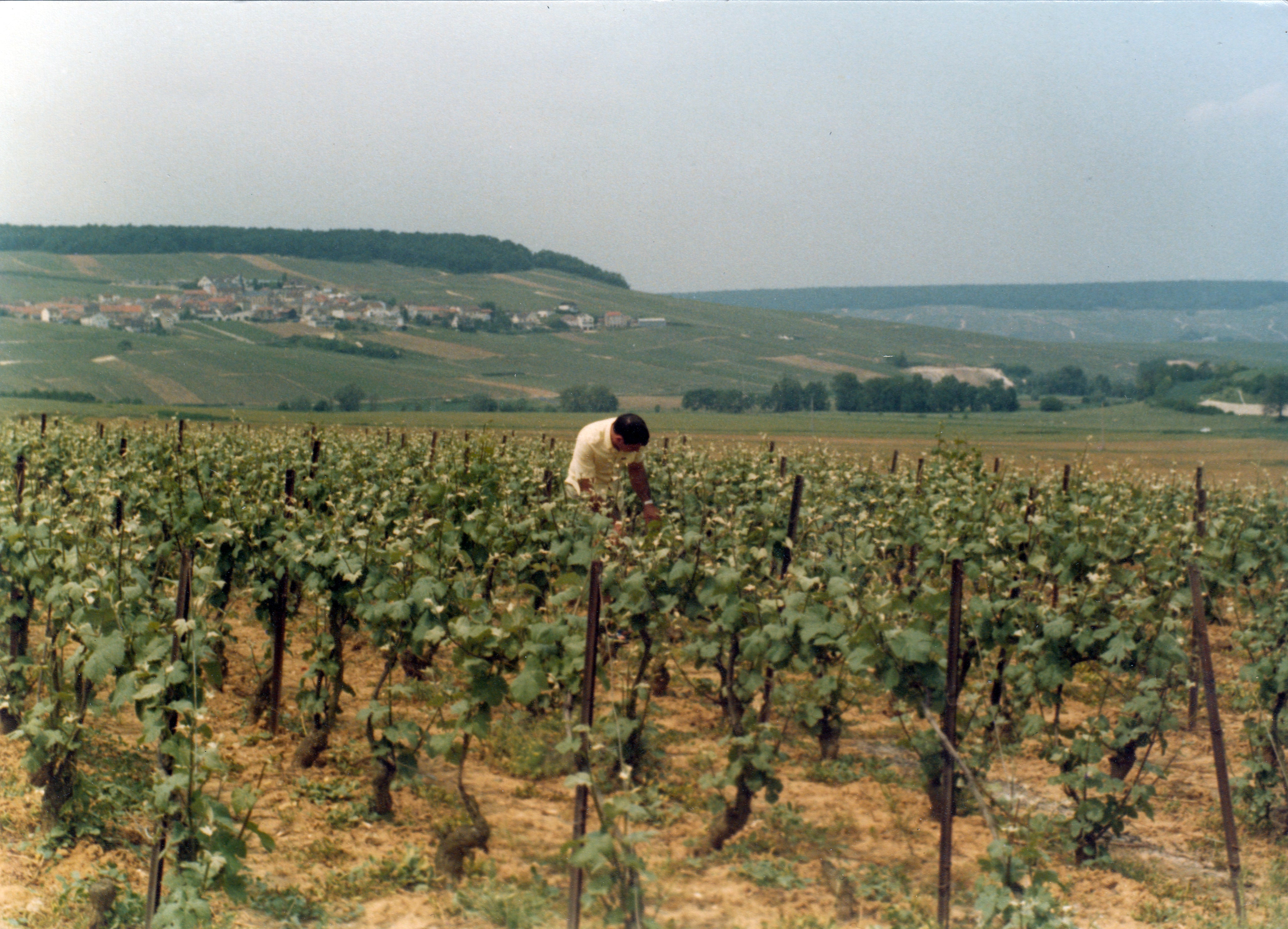 Daniel Le Brun, owner & winemaker No.1 Family Estate tending to his vineyards in Champagne