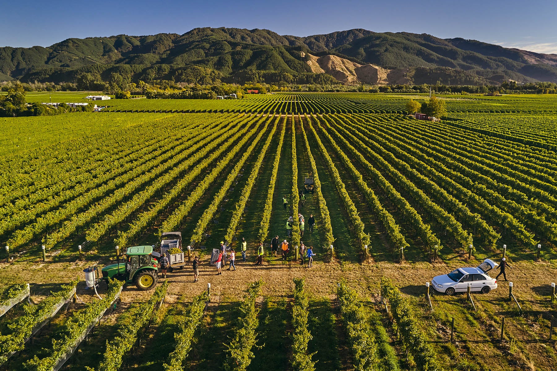No.1 Family Estate vineyard, Wairau Valley, Marlborough