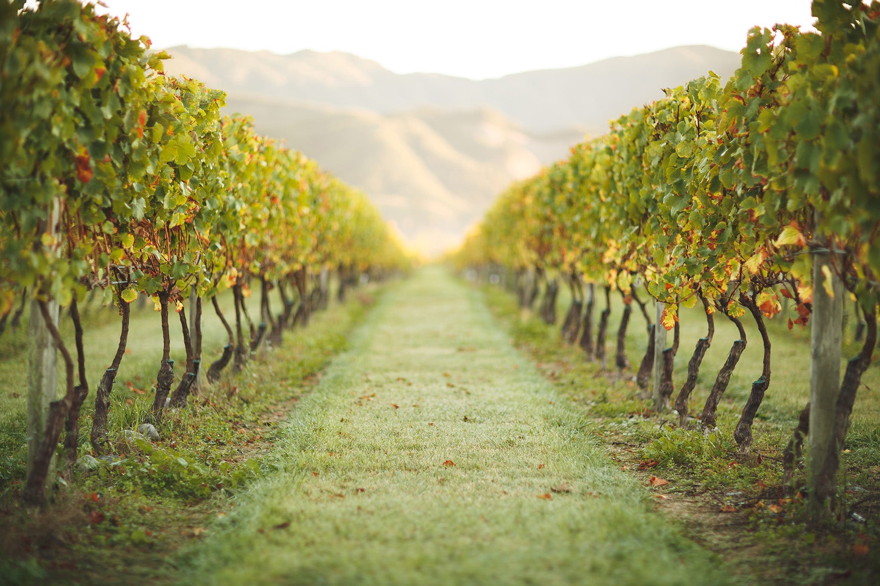 No.1 Family Estate Vineyard, Wairau Valley, Marlborough