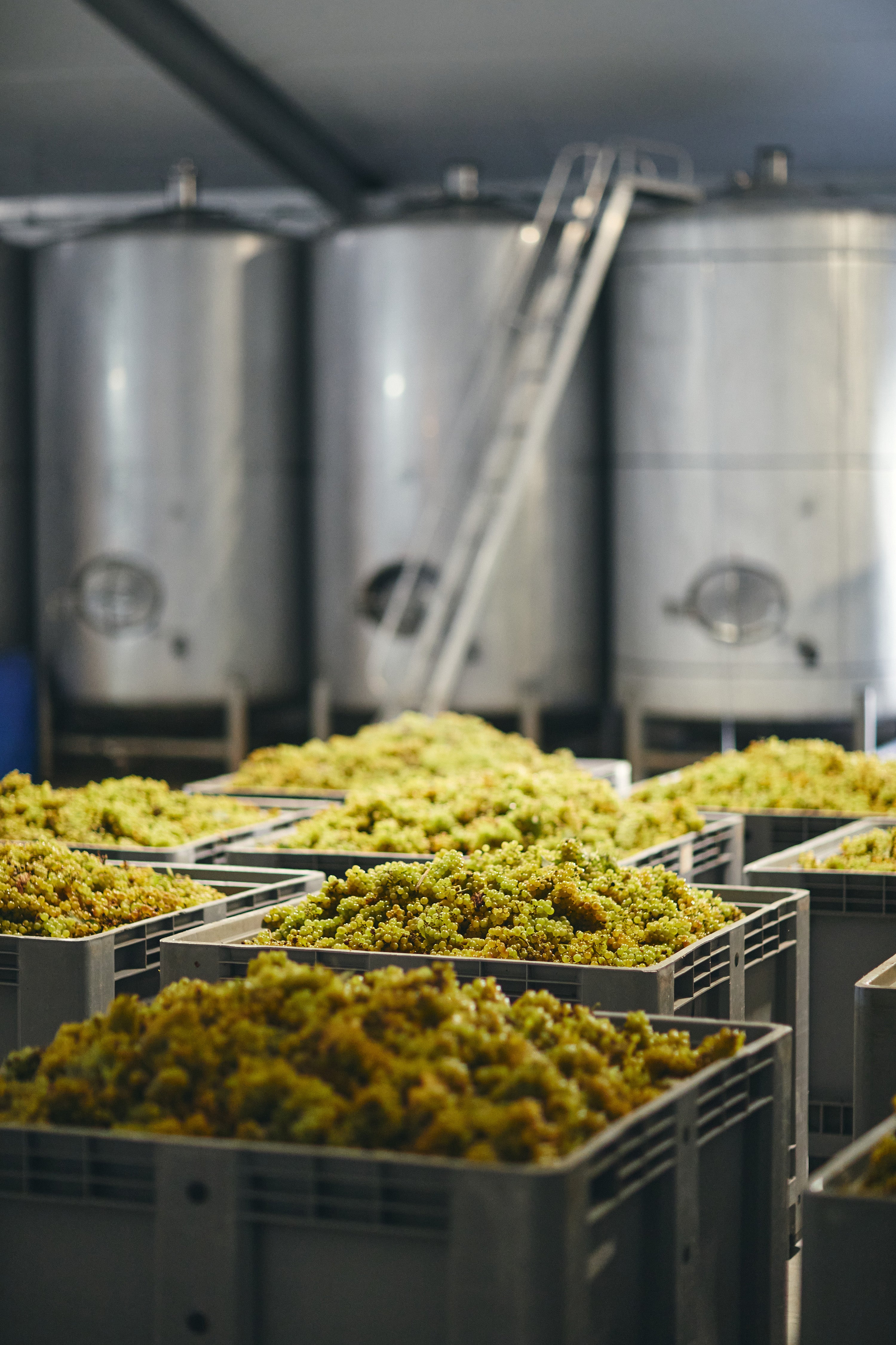 No.1 Family Estate methode traditionelle winery, Marlborough